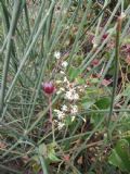 Smilax aspera